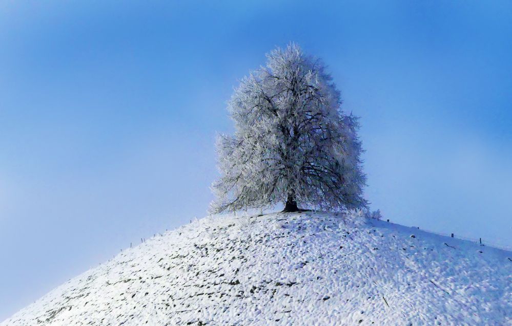 Sprümühlibaum