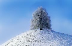 Sprümühlibaum