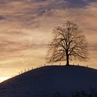 Sprümüli Baum