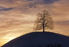 Sprümüli Baum