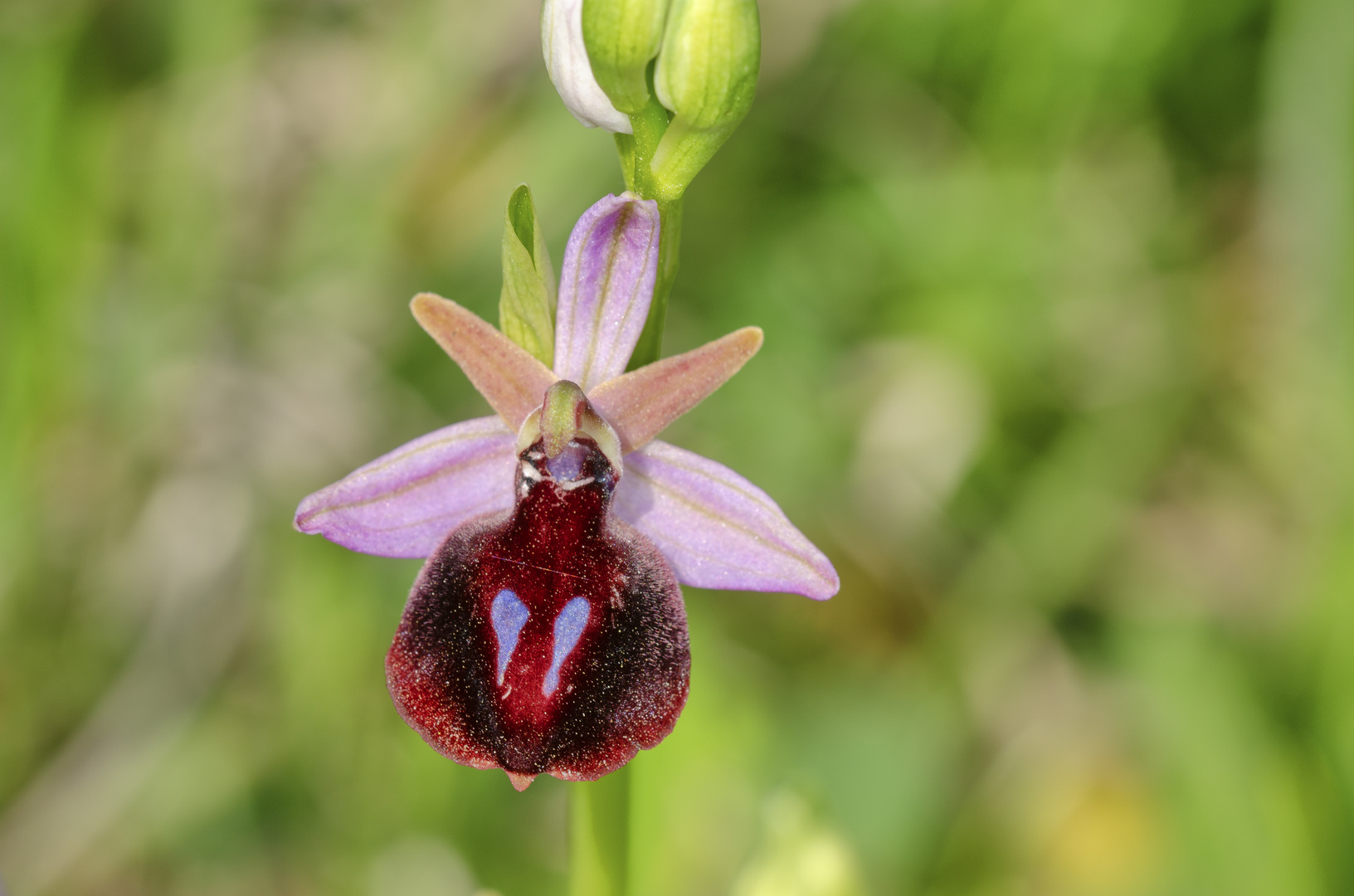 Spruners Ragwurz (Ophrys spruneri)