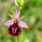 Spruners Ragwurz (Ophrys spruneri)