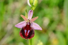 Spruners Ragwurz (Ophrys spruneri)