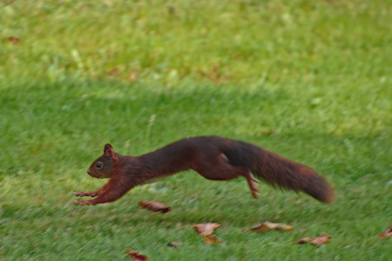 Sprung auf