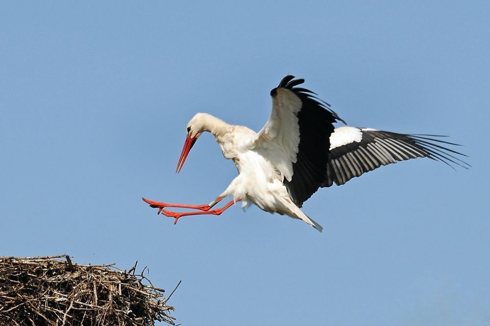 Sprung auf den Horst