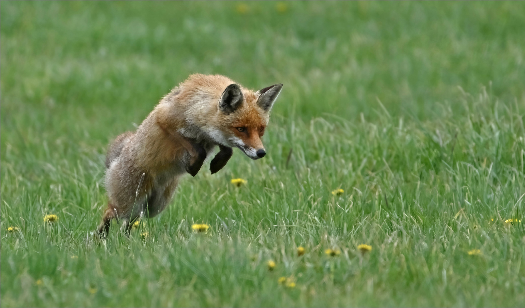 Sprung auf eine Maus