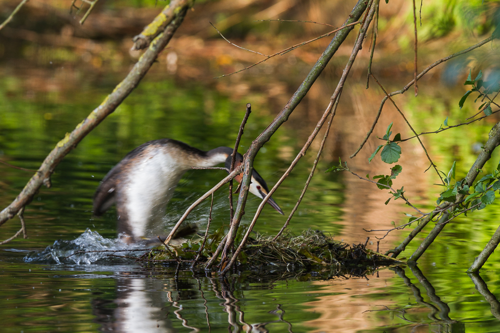 Sprung aufs Nest