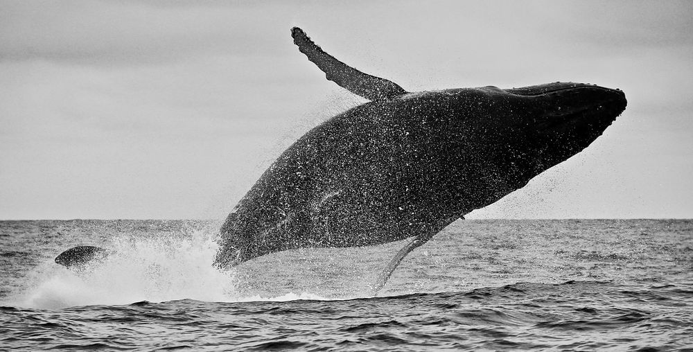 Sprung aus dem kalten Wasser