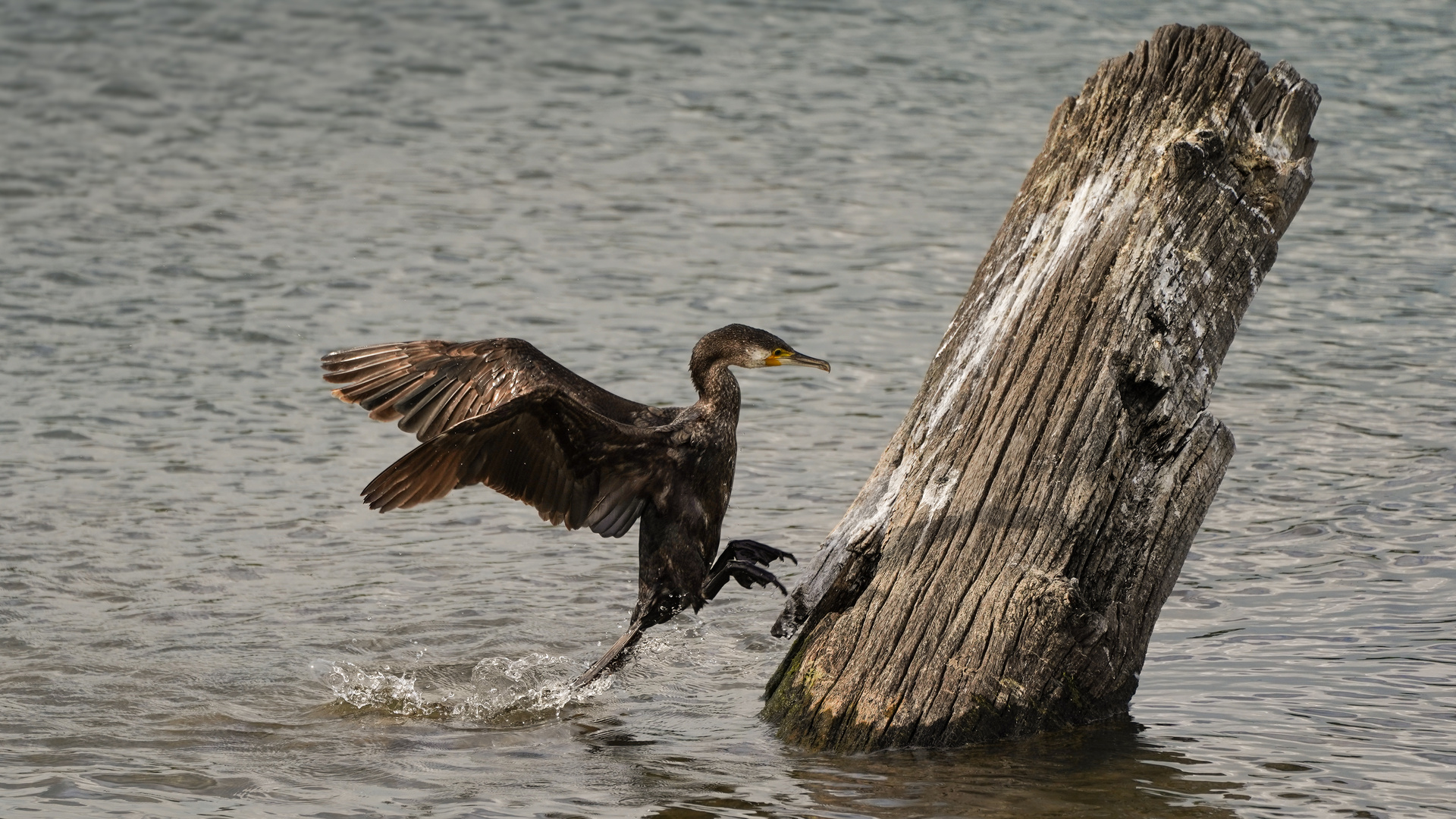 Sprung aus dem Wasser!