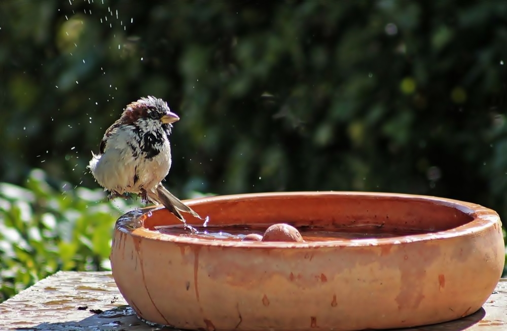 Sprung aus der Vogeltränke