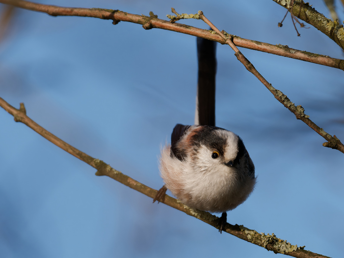 Sprung bereit  - Schwanzmeise 