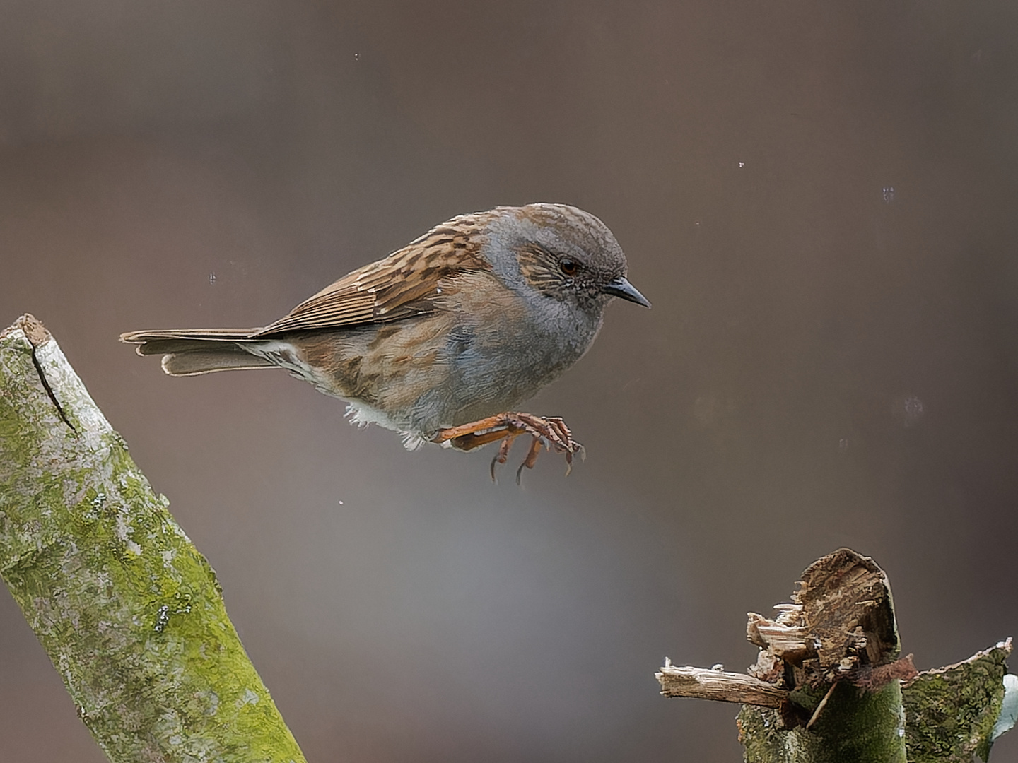 Sprung im Regen - Heckenbraunelle II