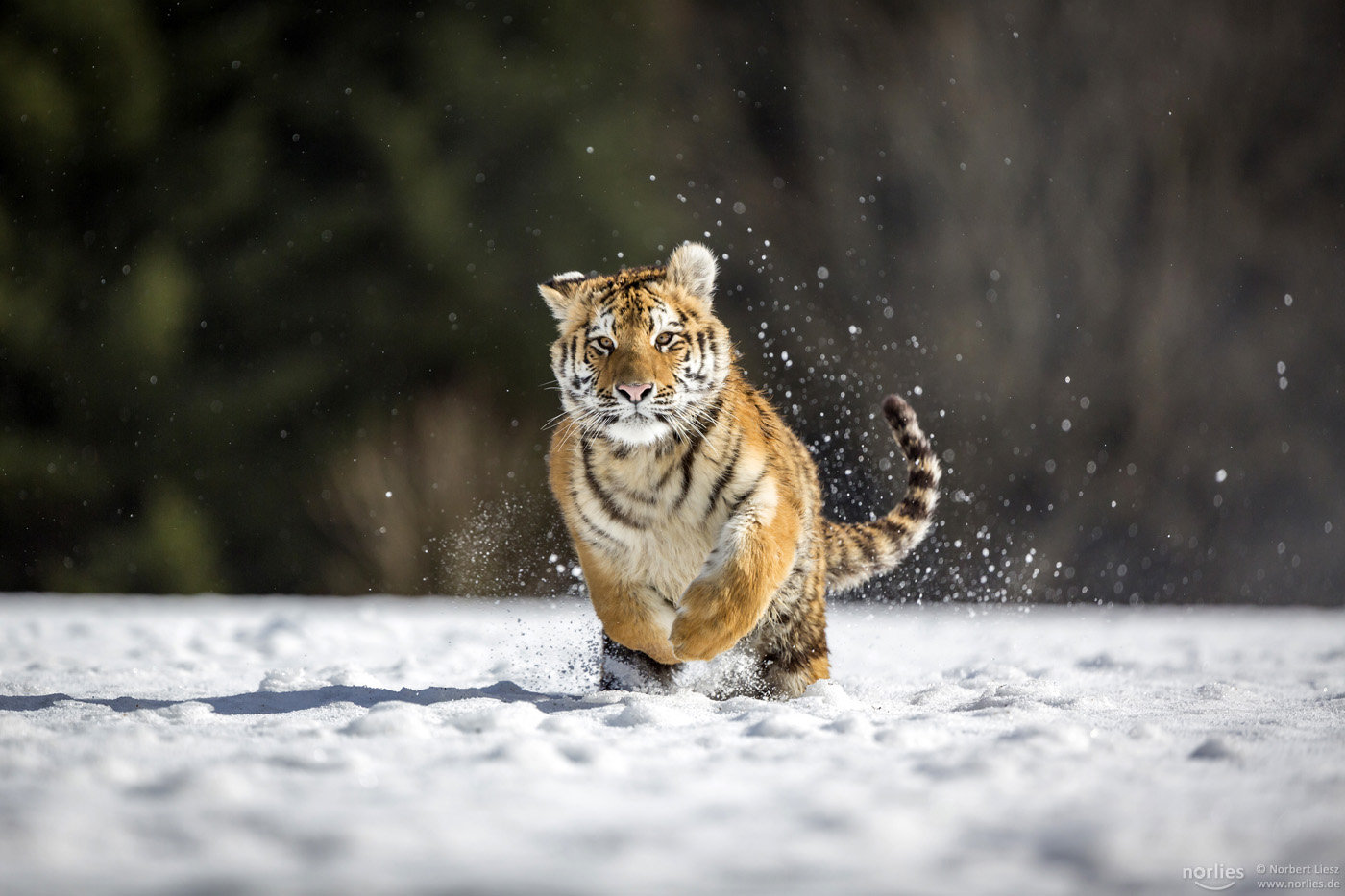 Sprung im Schnee