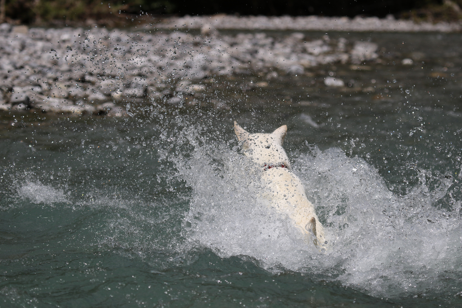 Sprung in den Fluss