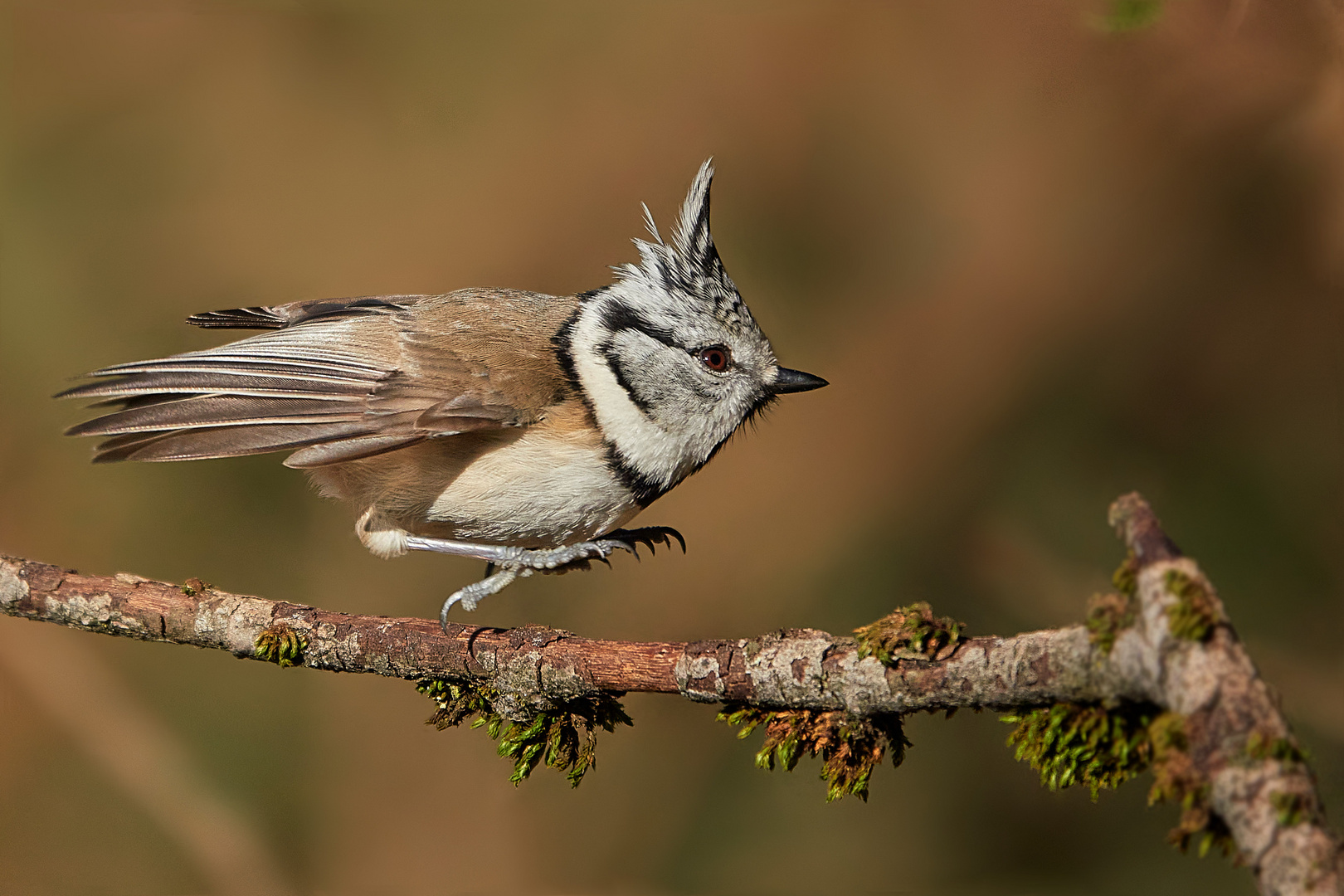 Sprung in den Frühling