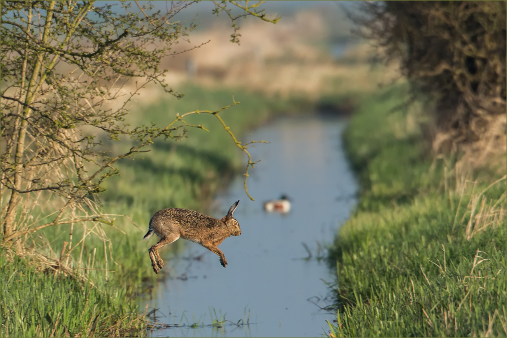 Sprung in den Frühling