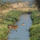 Sprung in den Frühling