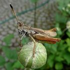 Sprung in den Gartenbrunnen -