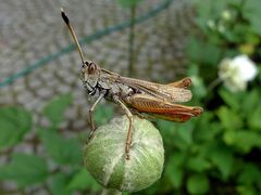 Sprung in den Gartenbrunnen -