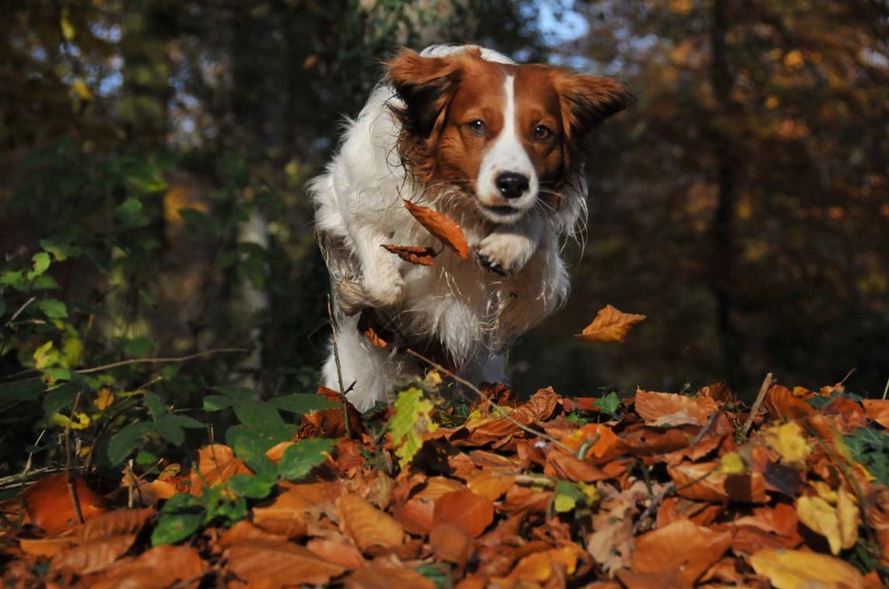 Sprung in den Herbst