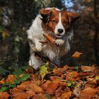 Sprung in den Herbst