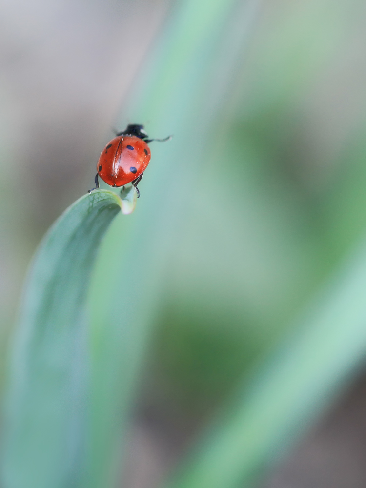 Sprung in der Frühling