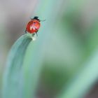 Sprung in der Frühling