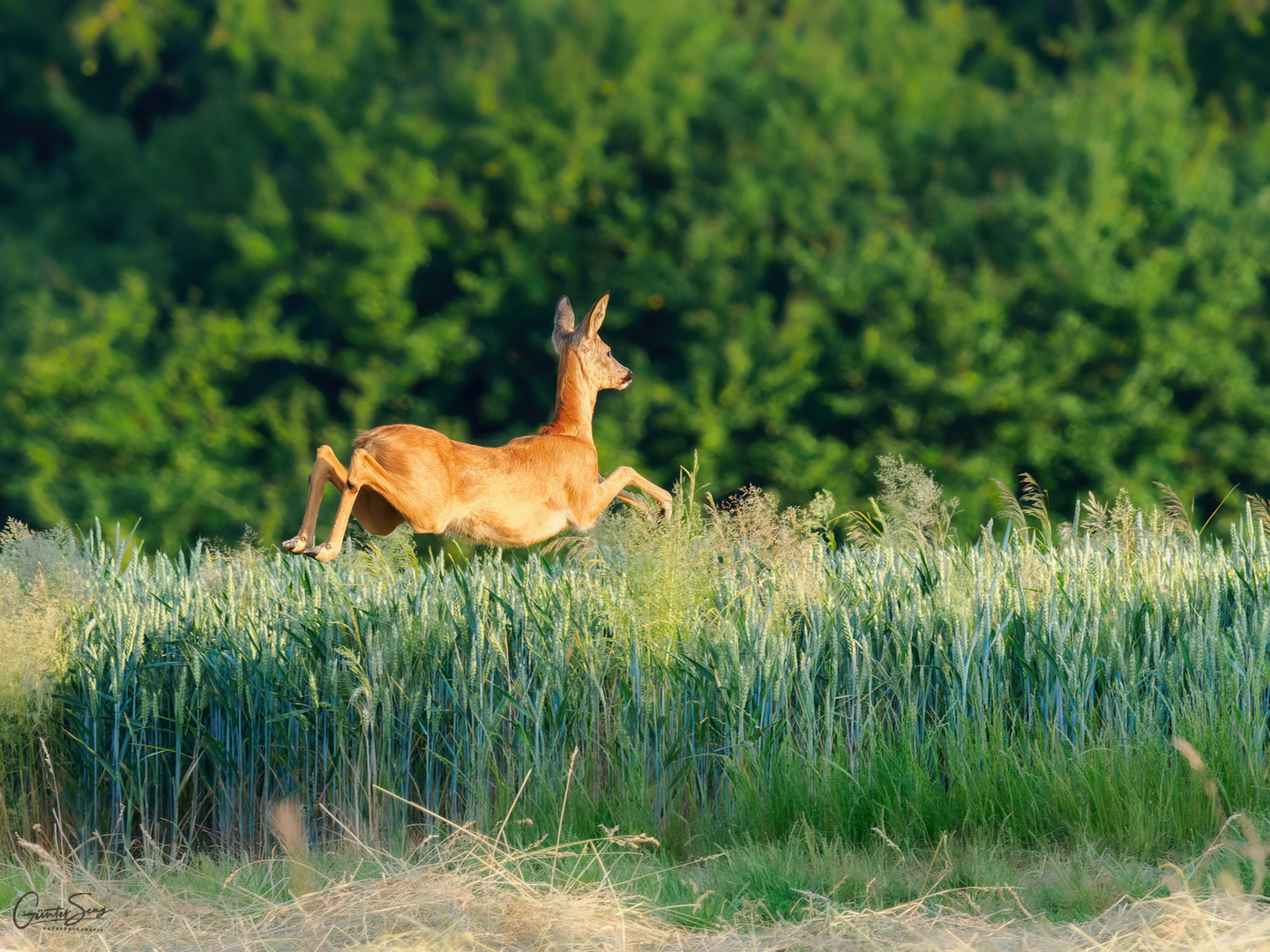 Sprung in die Abendsonne