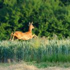 Sprung in die Abendsonne