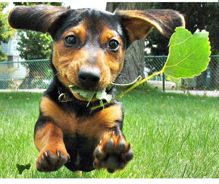 "SPRUNG INS GLÜCK" Foto & Bild tiere, haustiere, hunde Bilder auf