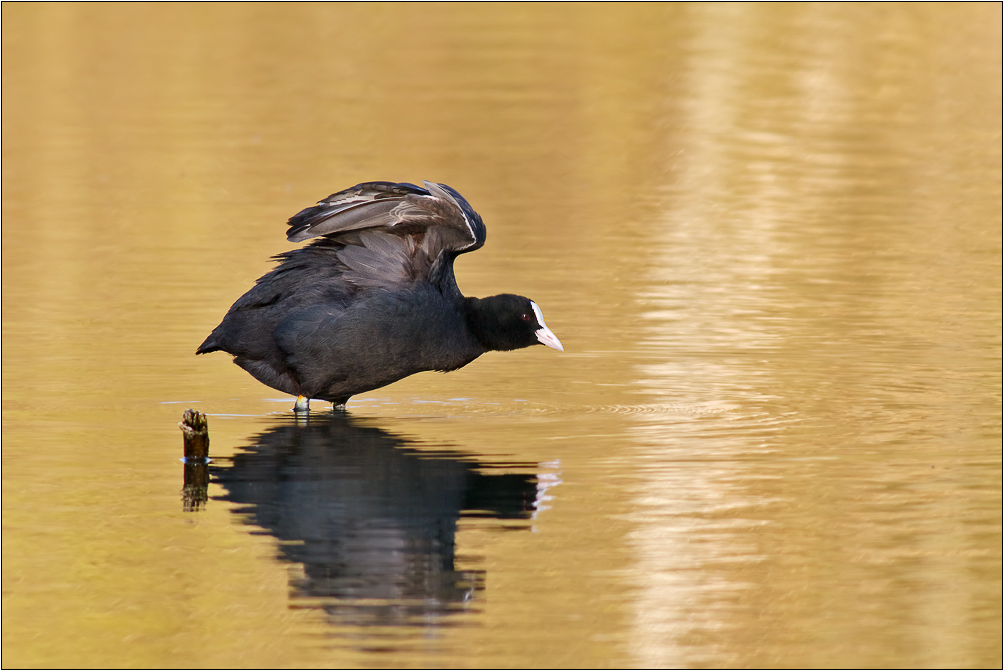 Sprung ins Goldbad