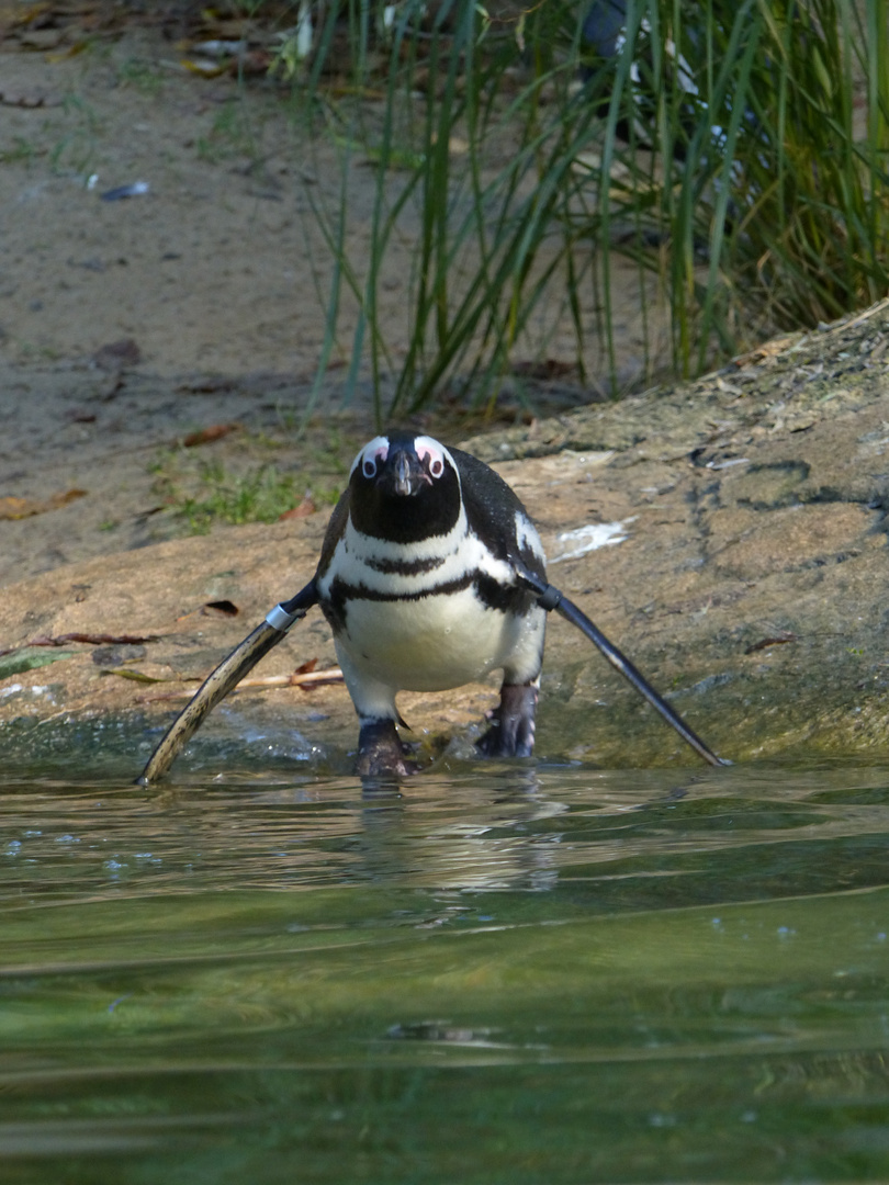 Sprung ins kalte Wasser