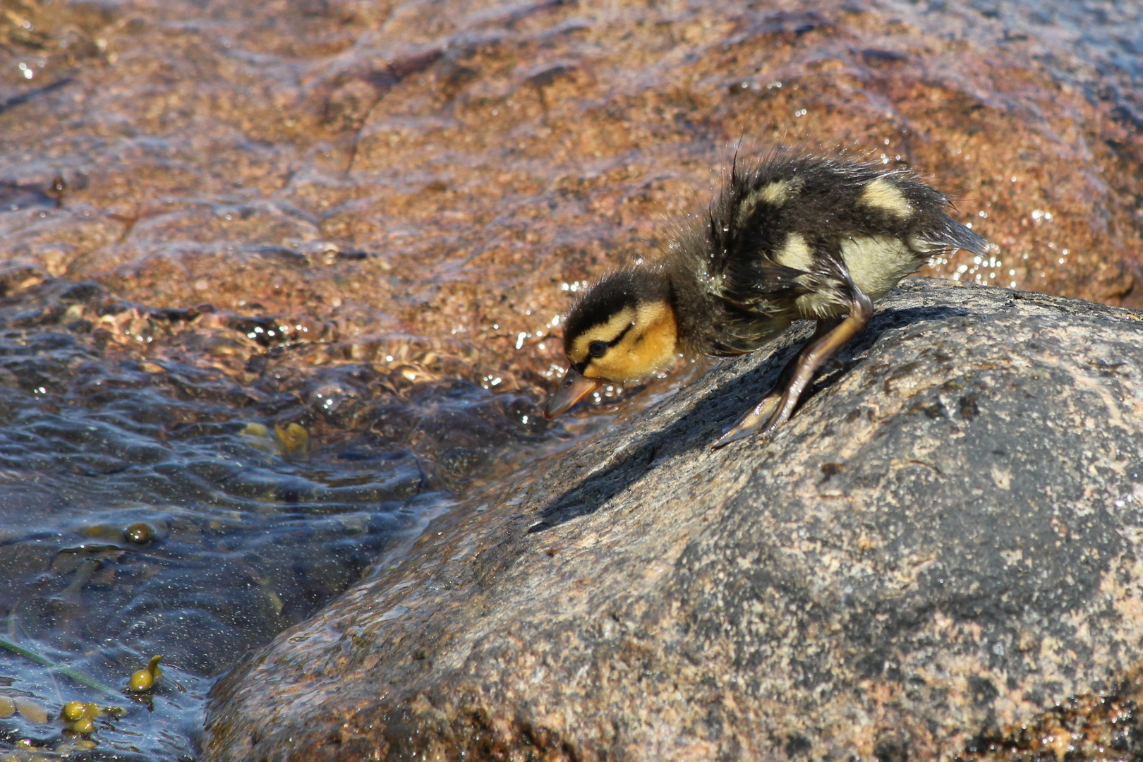 Sprung ins kalte Wasser