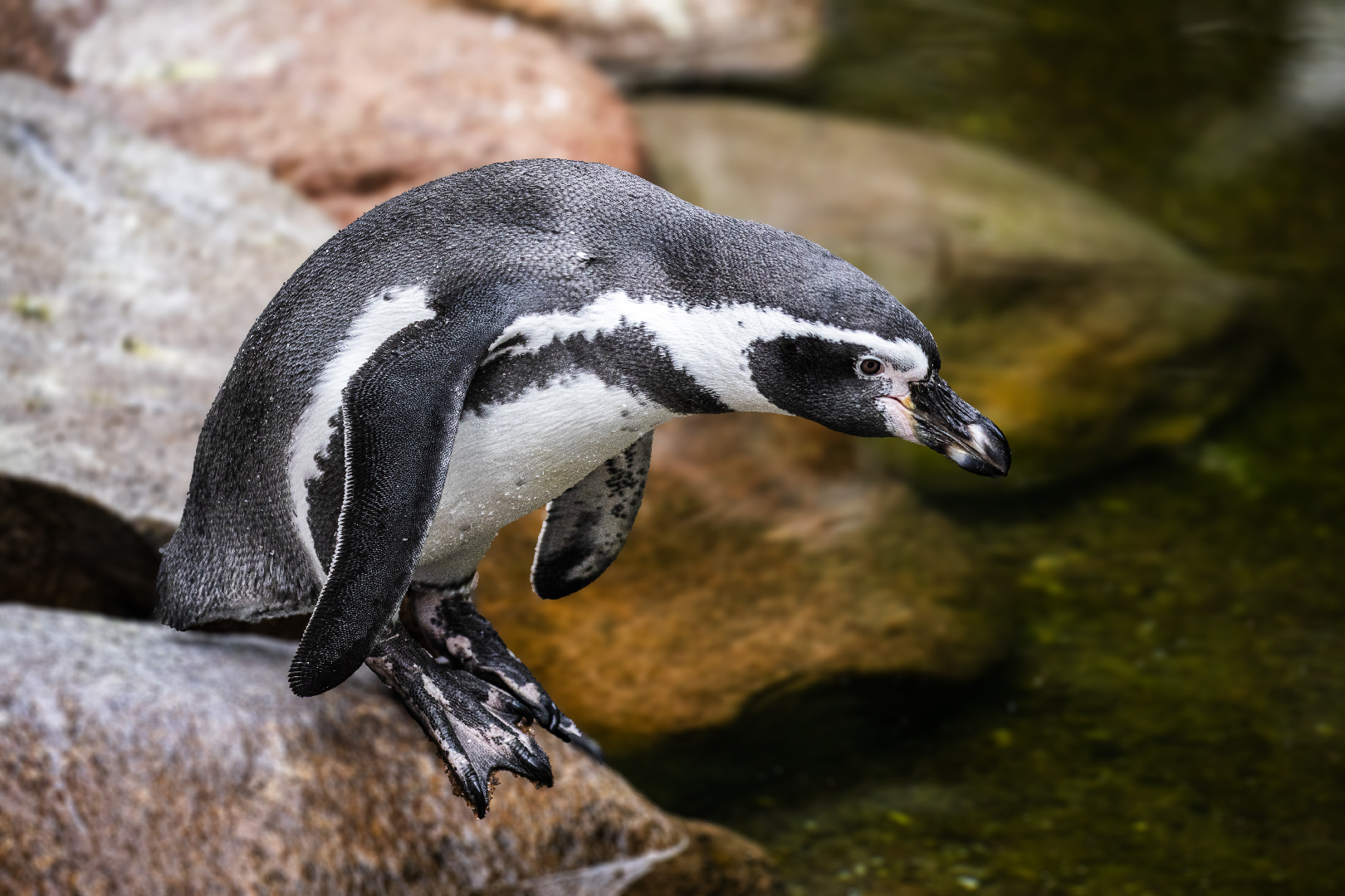 Sprung ins kühle Wasser