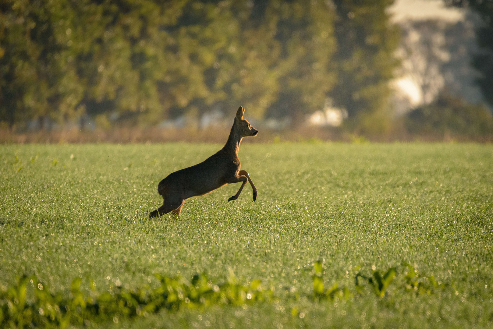 Sprung ins Licht