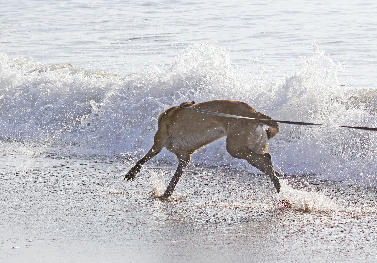 Sprung ins Meer