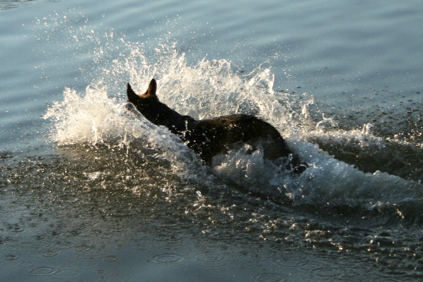 Sprung ins Wasser