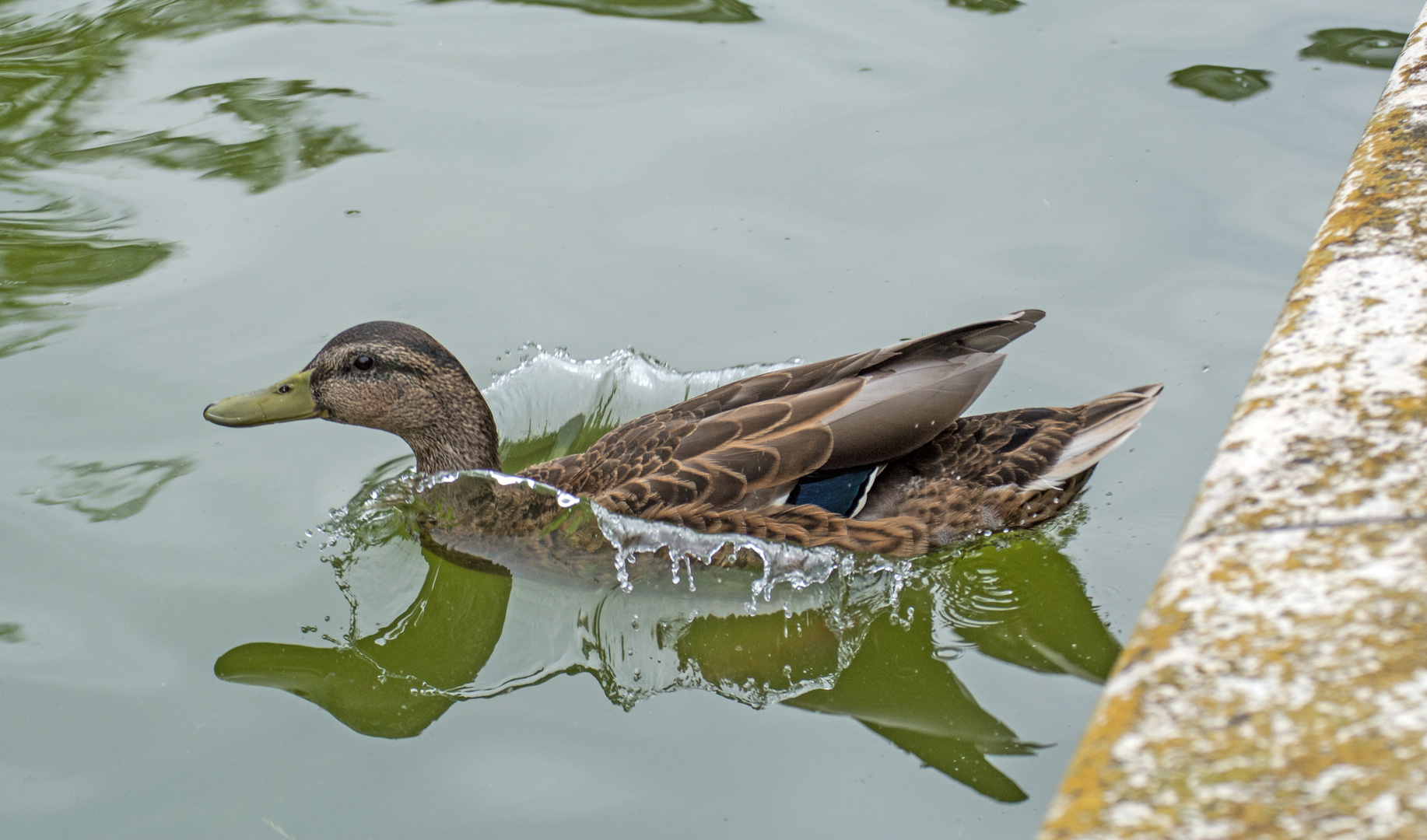 Sprung ins Wasser 1-1