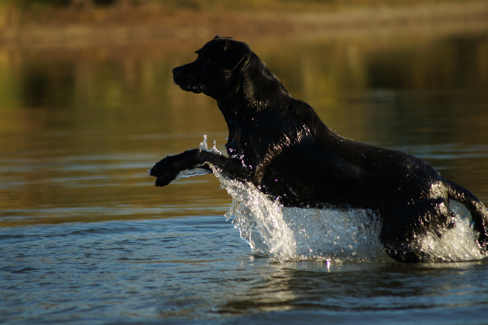 Sprung ins Wasser