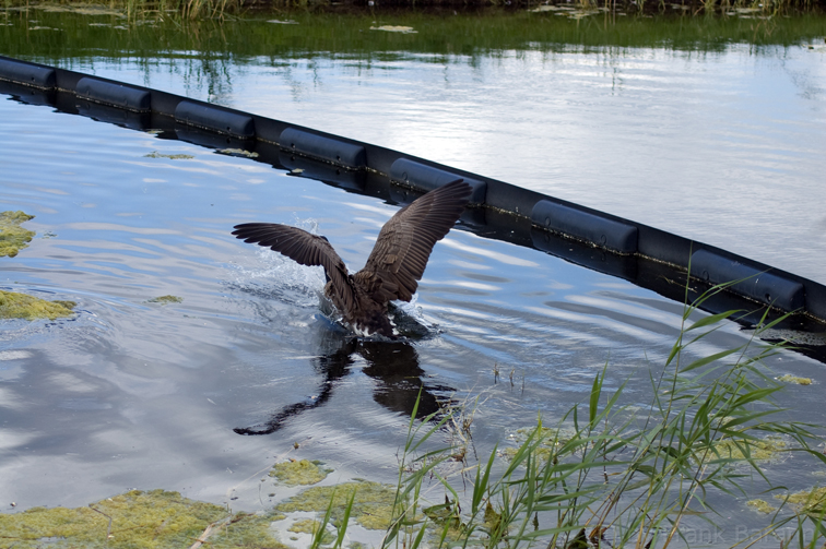 Sprung ins Wasser