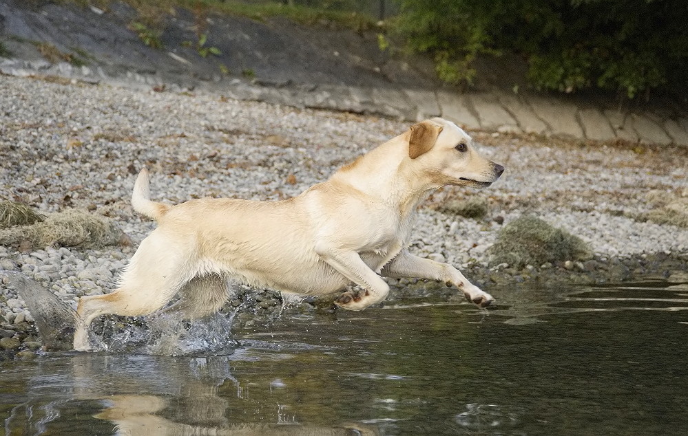 Sprung ins Wasser