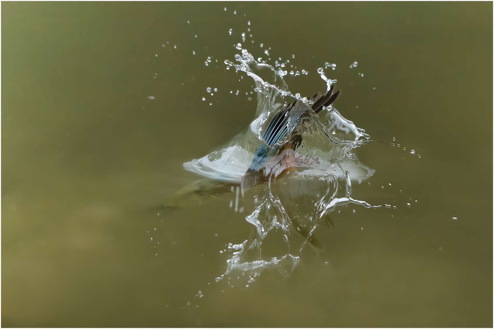 Sprung ins Wasser ( Eisvogel beim Jagen )