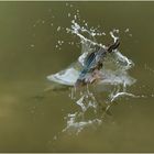 Sprung ins Wasser ( Eisvogel beim Jagen )