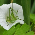 Sprung ins Weiß