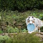 Sprung mit Frisbee