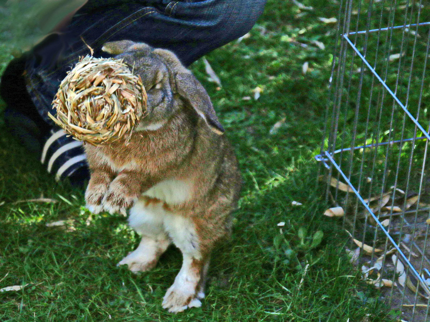 Sprung nach dem Ball