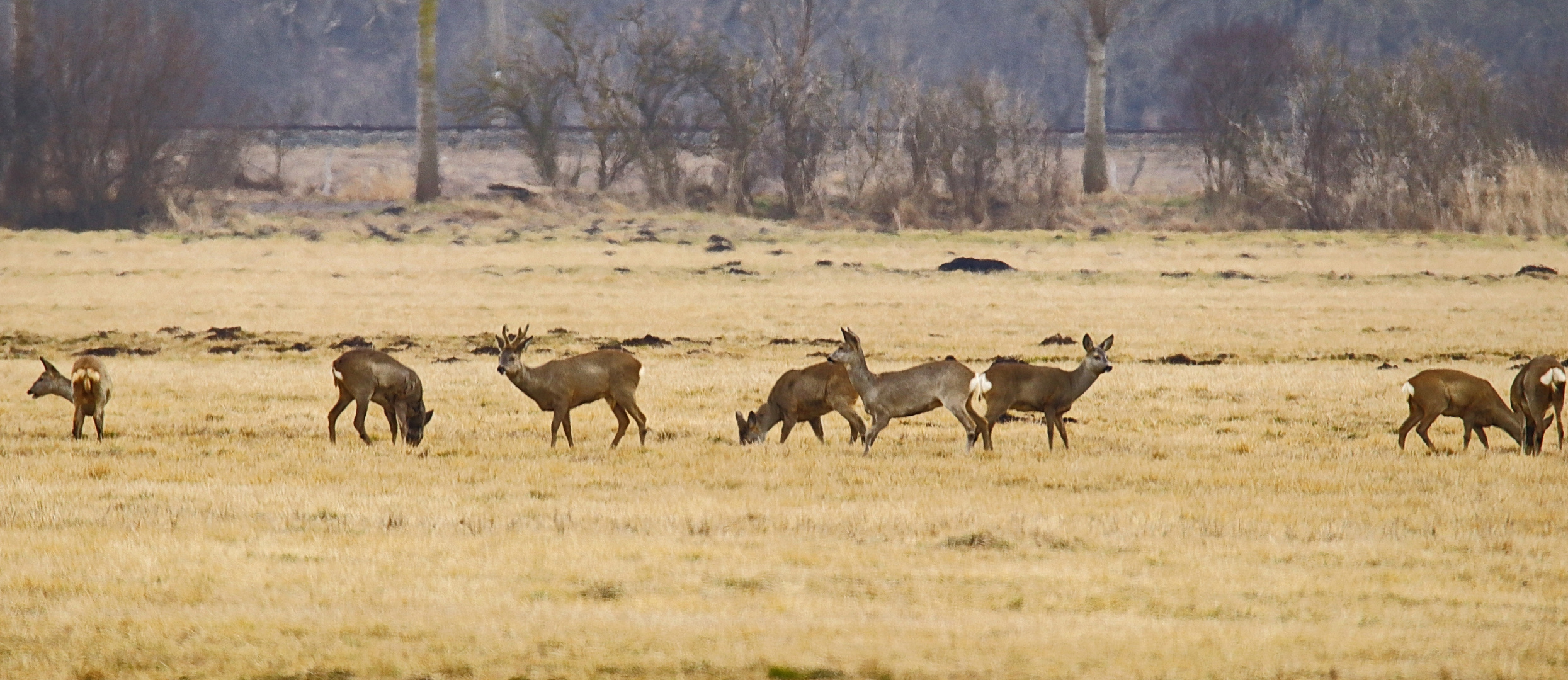 Sprung Rehe