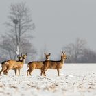 Sprung Rehwild im Winter