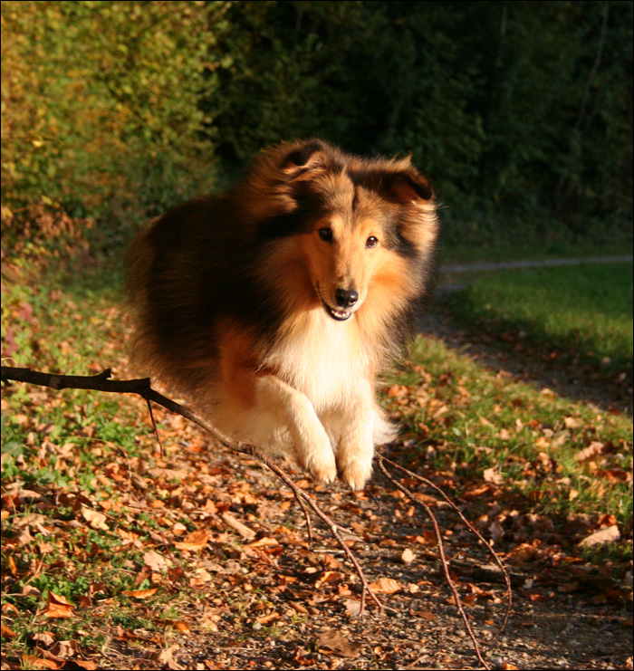 Sprung-Sheltie