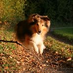 Sprung-Sheltie